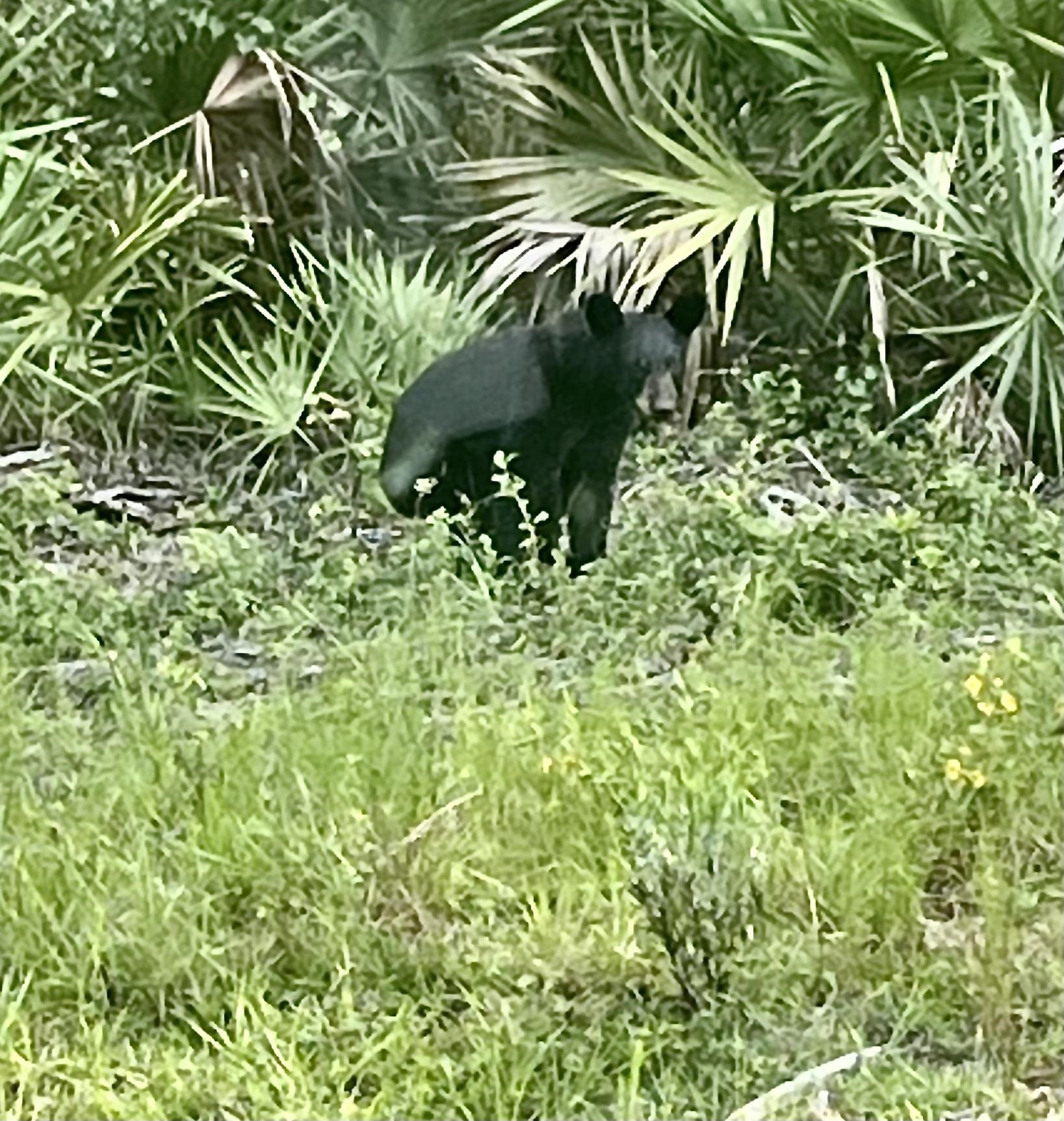 23670 Northeast 154th Place Road Salt Springs, FL 32134 - Photo 64 of 65 a close up of a plant in a garden