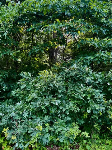 $220,000 | V/l Mead Road, Buchanan, MI 49107