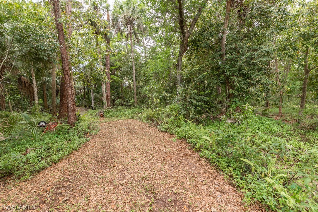 3990 Staley Road Fort Myers, FL 33905 - Photo 16 of 35 a view of a forest with trees in front of it