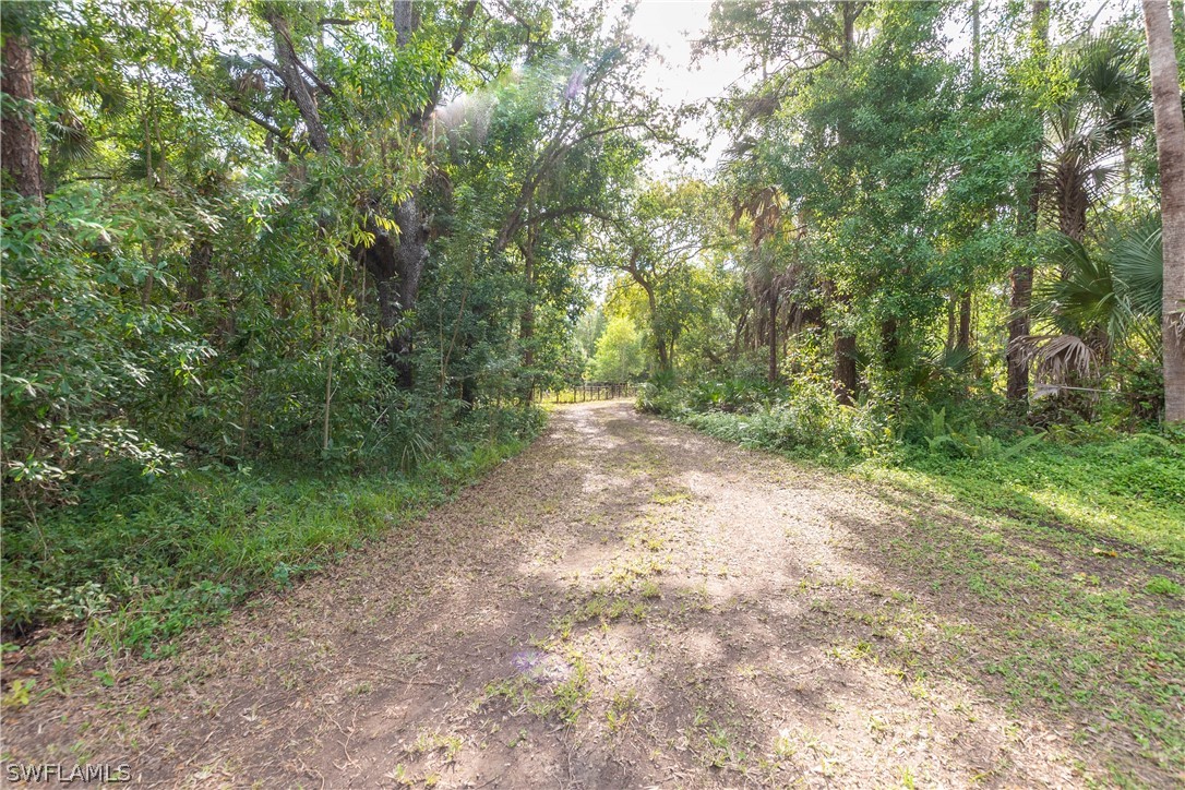 3990 Staley Road Fort Myers, FL 33905 - Photo 3 of 35 a view of a forest with trees in the background