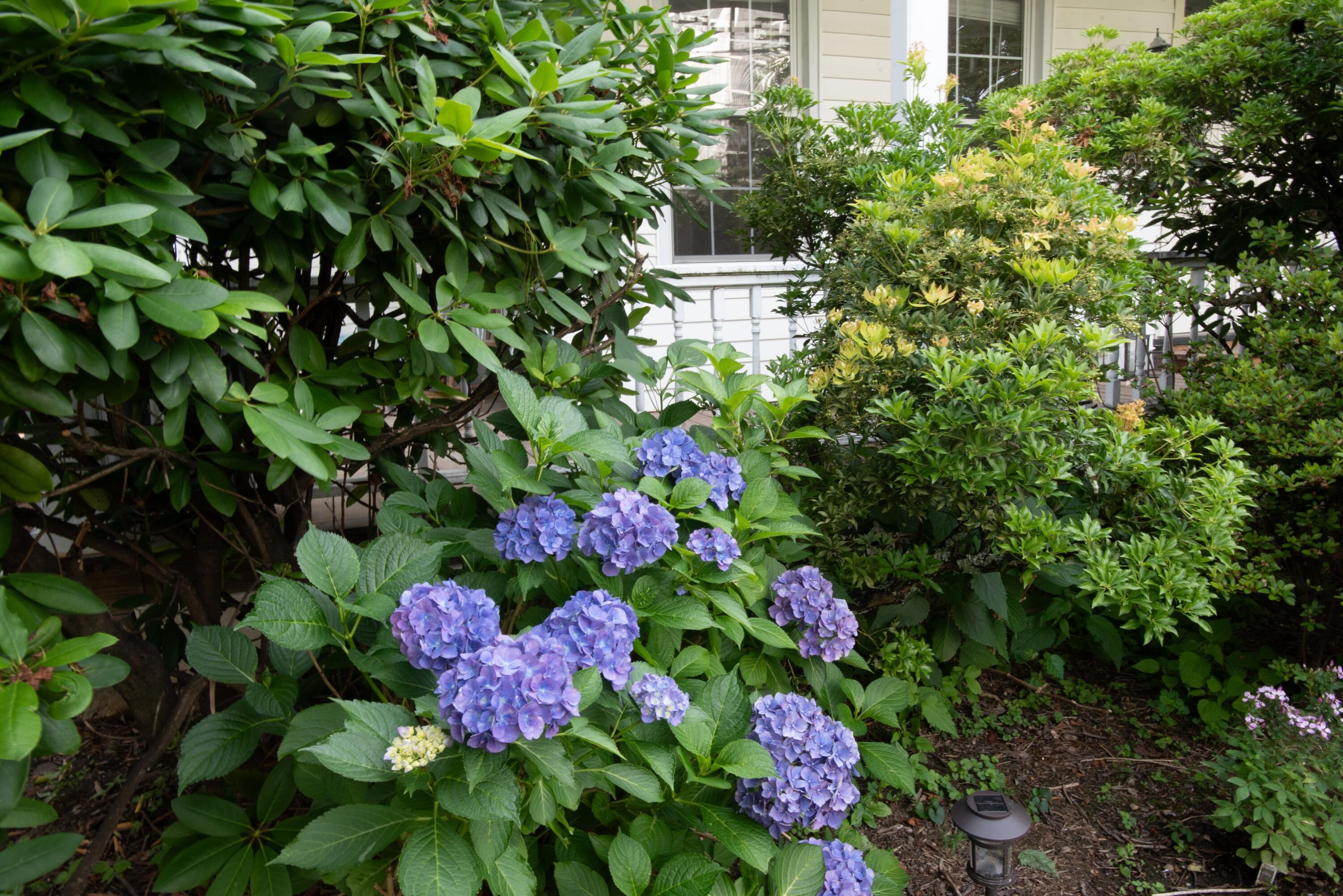 167 Park Street, Unit 1 New Canaan, CT 06840 - Photo 3 of 11 a view of a flower