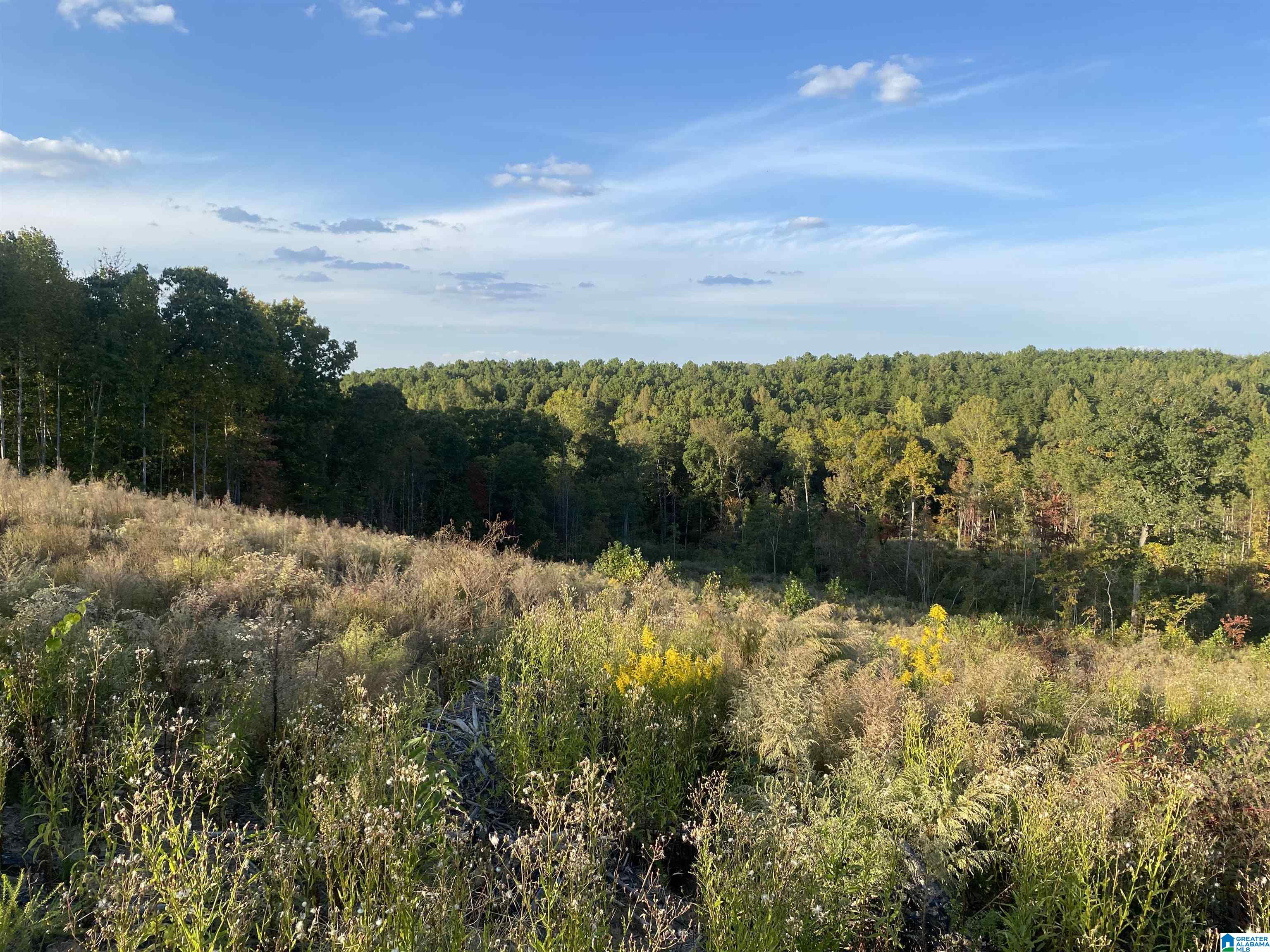 0 Frost Road, Unit 100 / ACRES Springville, AL 35146 - Photo 28 of 60