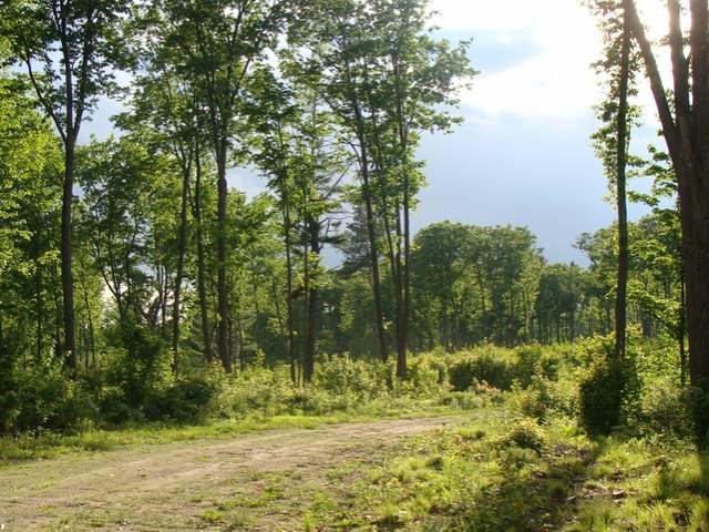 150-ac Steele Road Harshaw, WI 54529 - Photo 7 of 16 Gallery Image 7
