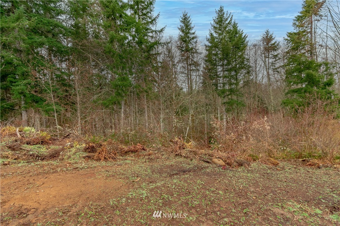 520 Red Hawk Drive Castle Rock, WA 98611 - Photo 15 of 16 a view of a yard with lots of trees