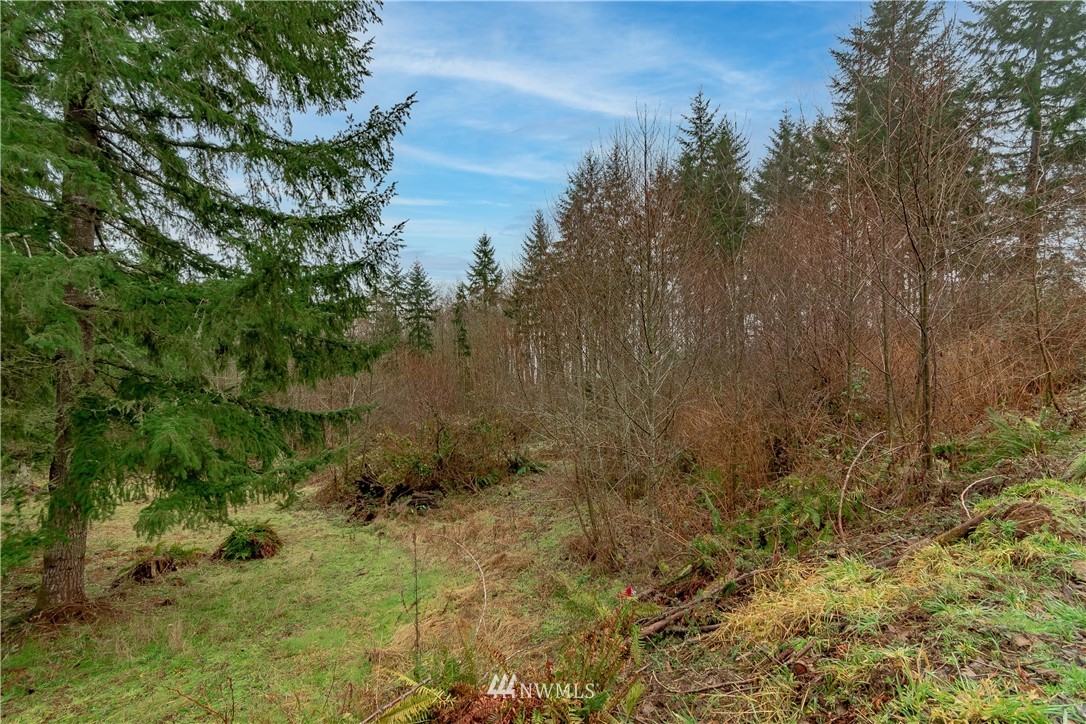 520 Red Hawk Drive Castle Rock, WA 98611 - Photo 4 of 16 a view of a forest
