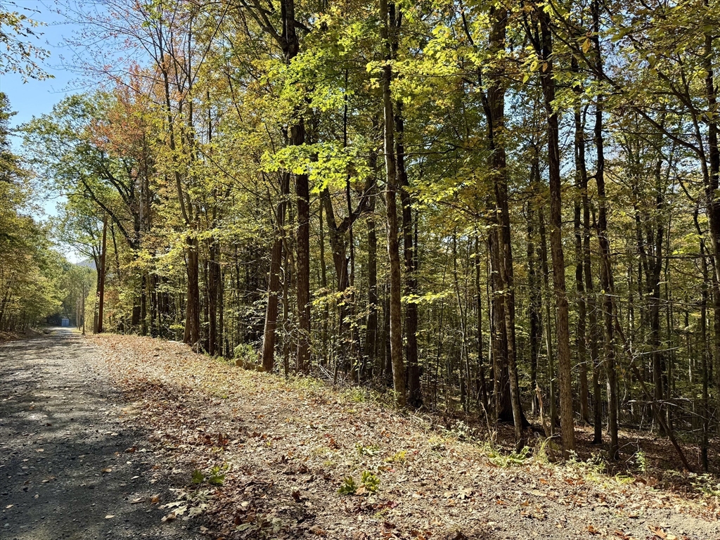 0 Potters Road Extension Charlemont, MA 01339 - Photo 4 of 5 a view of covered with trees
