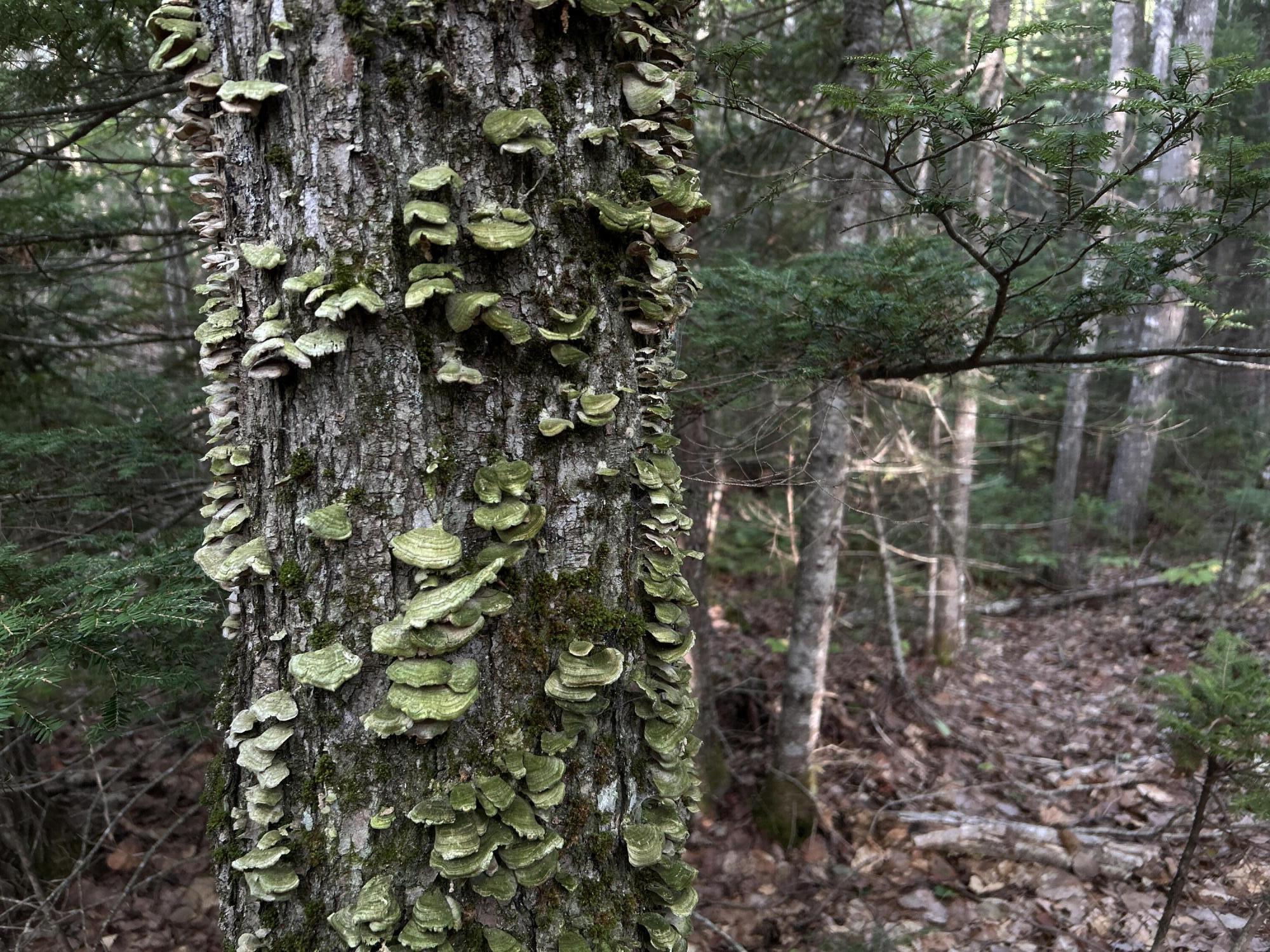 M4-l14 Village Road Jackson, ME 04921 - Photo 11 of 37