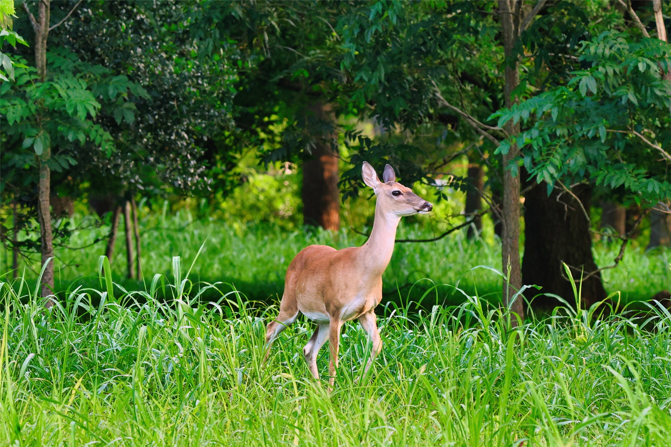 0 Riverlake Road Fulshear, TX 77441 - Photo 30 of 47 Wildlife sightings are a cherished part of everyday life in Fulbrook. Native deer frequently roam the community, enhancing the peaceful, nature-inspired atmosphere residents enjoy year-round.