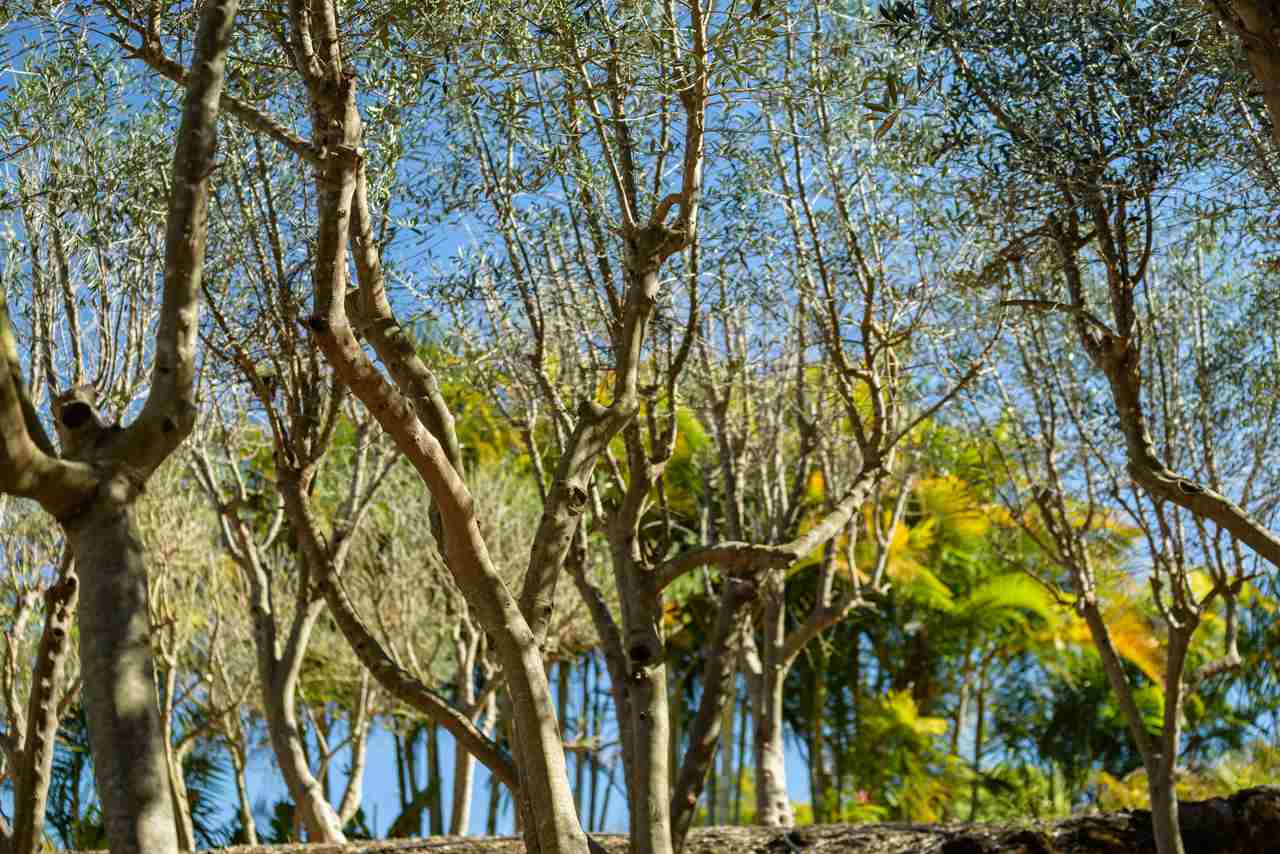 3515 Lower Kula Road Kula, HI 96790 - Photo 25 of 30 a view of a yard with plants and trees