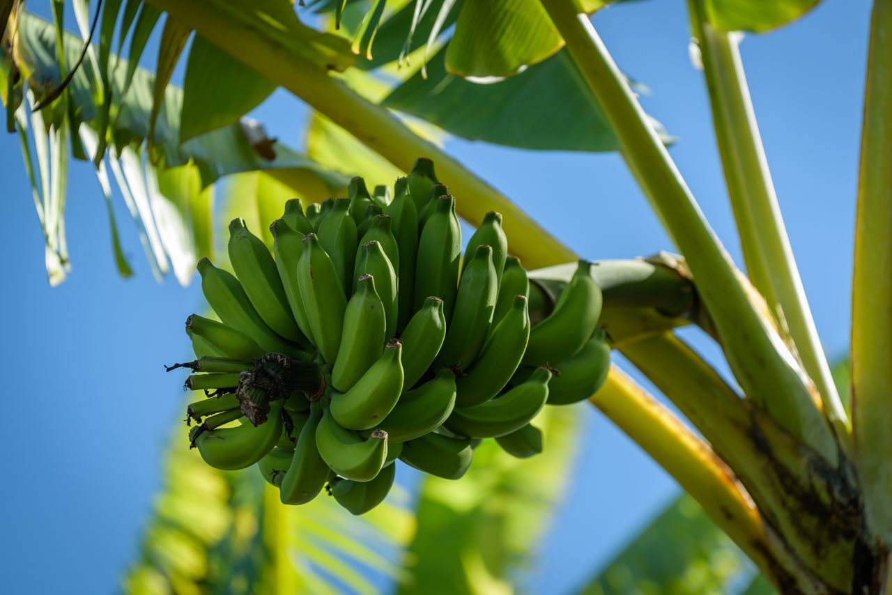 3515 Lower Kula Road Kula, HI 96790 - Photo 27 of 30 a view of banana tree
