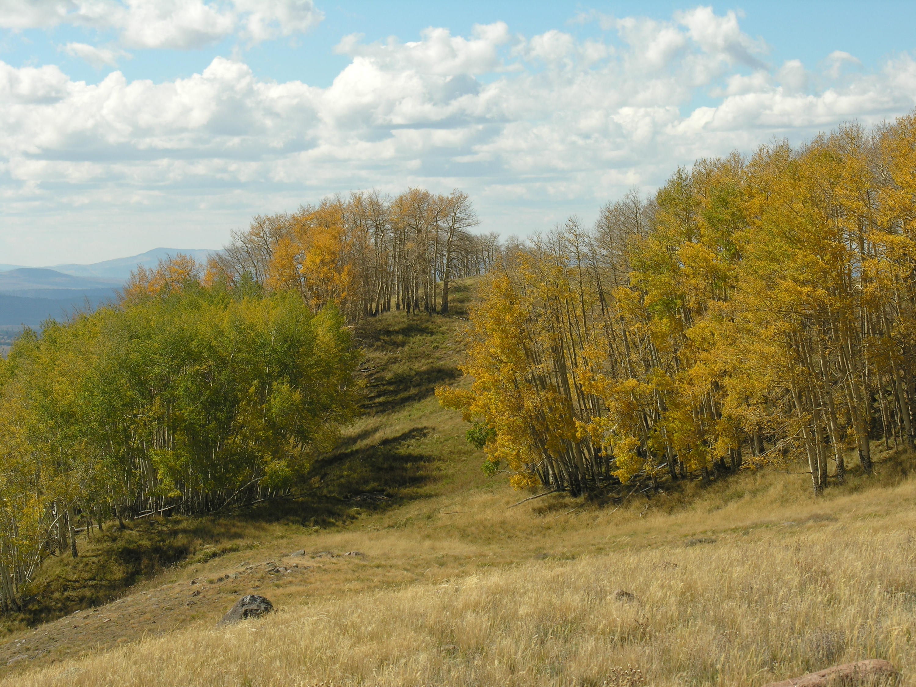 Tbd East Tbd E Hull Ridge Road Ridgway, CO 81432 - Photo 22 of 32 SJR 19 002-1