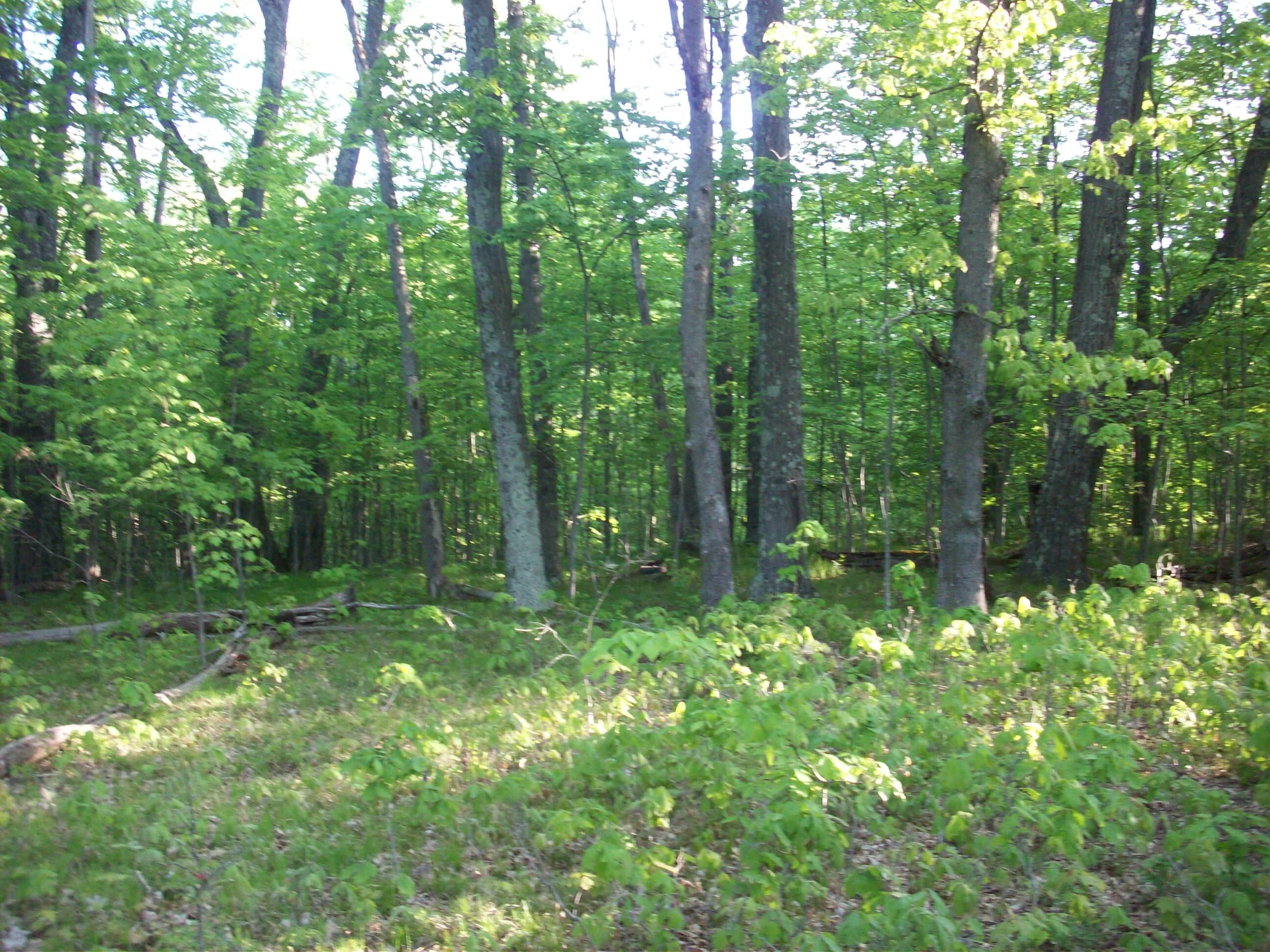 25-26 East Barx Road Chase, MI 49623 - Photo 5 of 9 100_6169