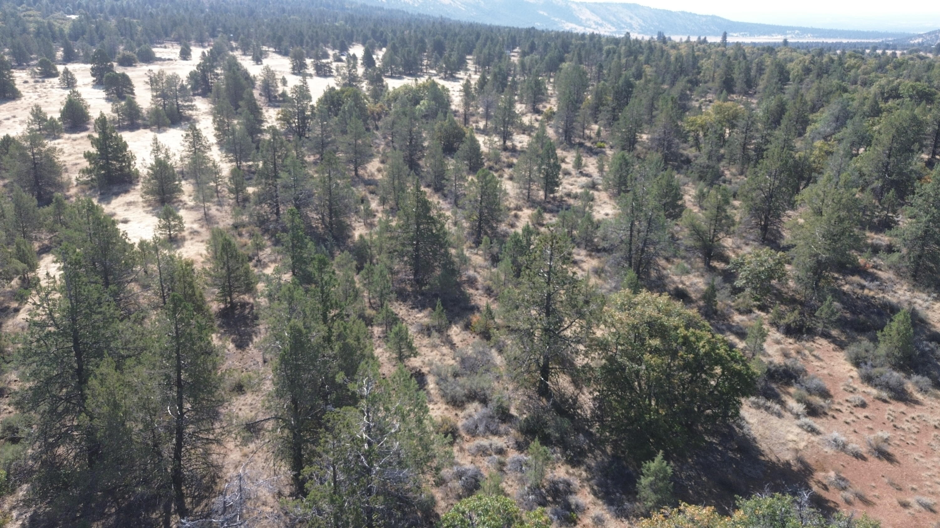 Nsa Old Hwy Road McArthur, CA 96056 - Photo 13 of 21 DJI_0402