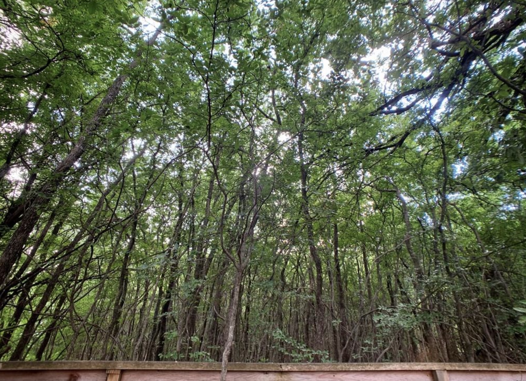 5603 Harold Court Austin, TX 78721 - Photo 22 of 31 a view of mountain