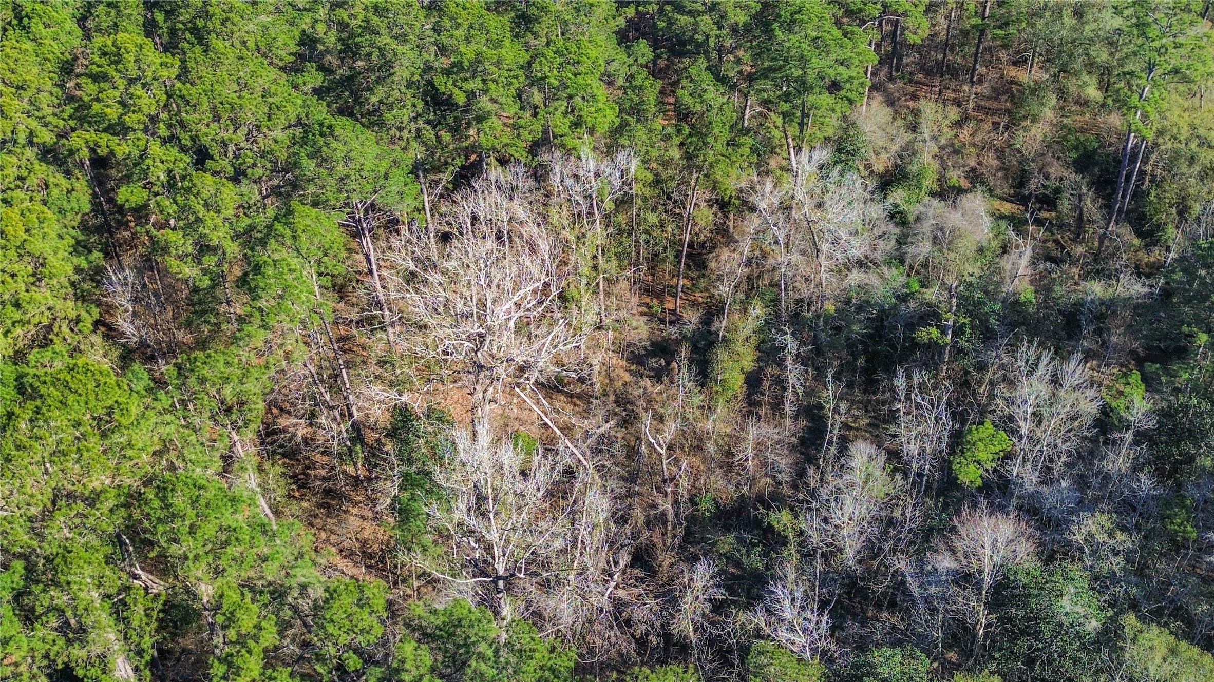 0 Magnolia Drive Cleveland, TX 77328 - Photo 7 of 9