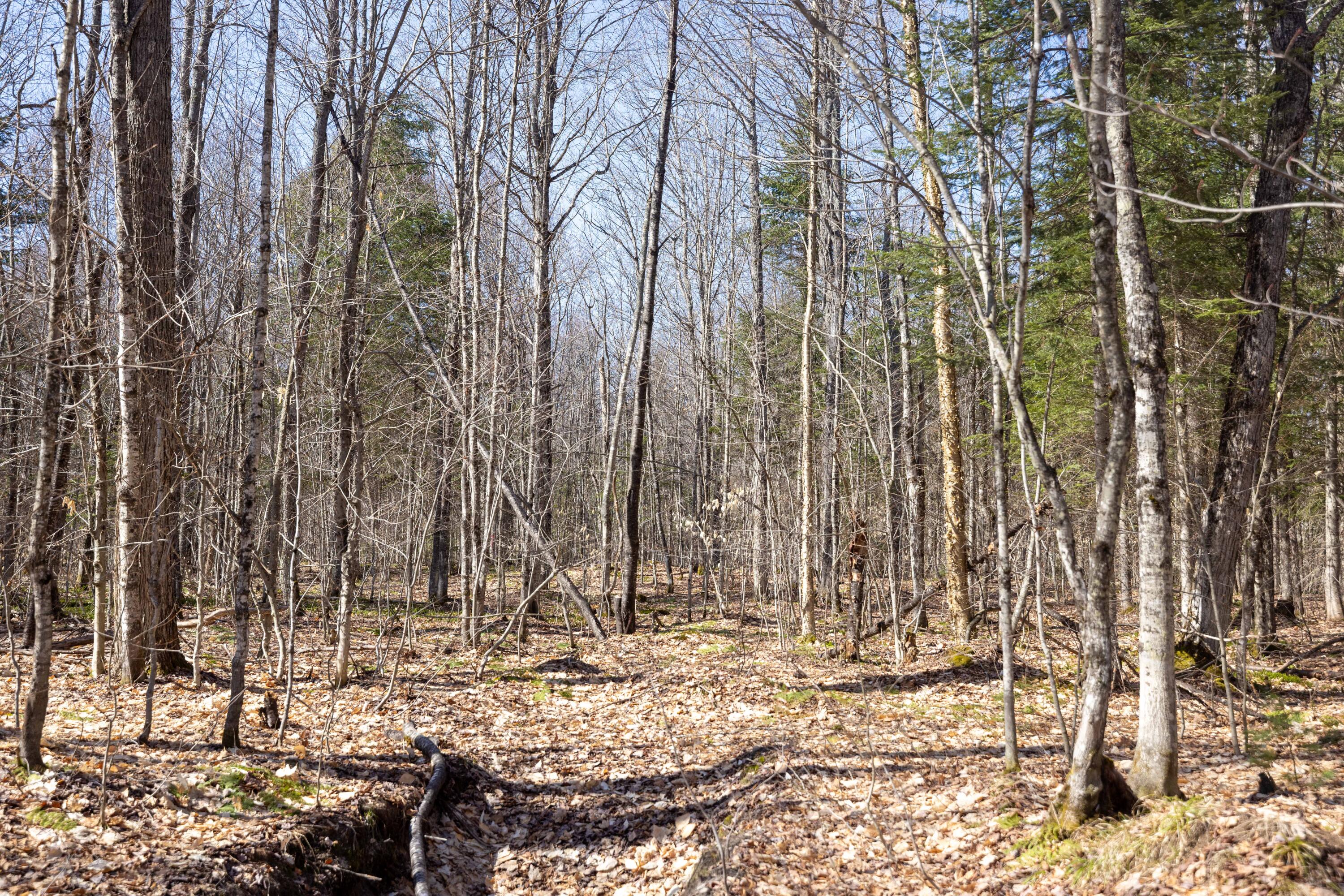 0 Old Grade Road Newberry, MI 49868 - Photo 16 of 31 Gallery Image 16