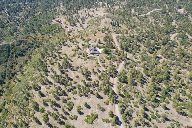 a close up of a plant