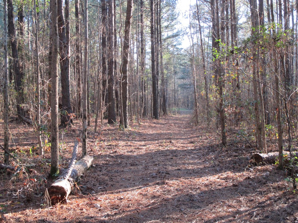 0 Cotton Acres Road Sumter, SC 29153 - Photo 3 of 6 Gallery Image 3