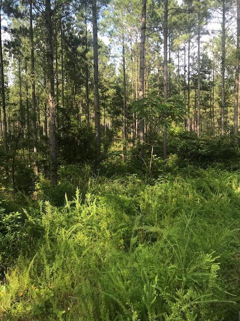 17 M Armstrong Ferry Road Dayton, TN 37321 - Photo 6 of 20 17 ground 6