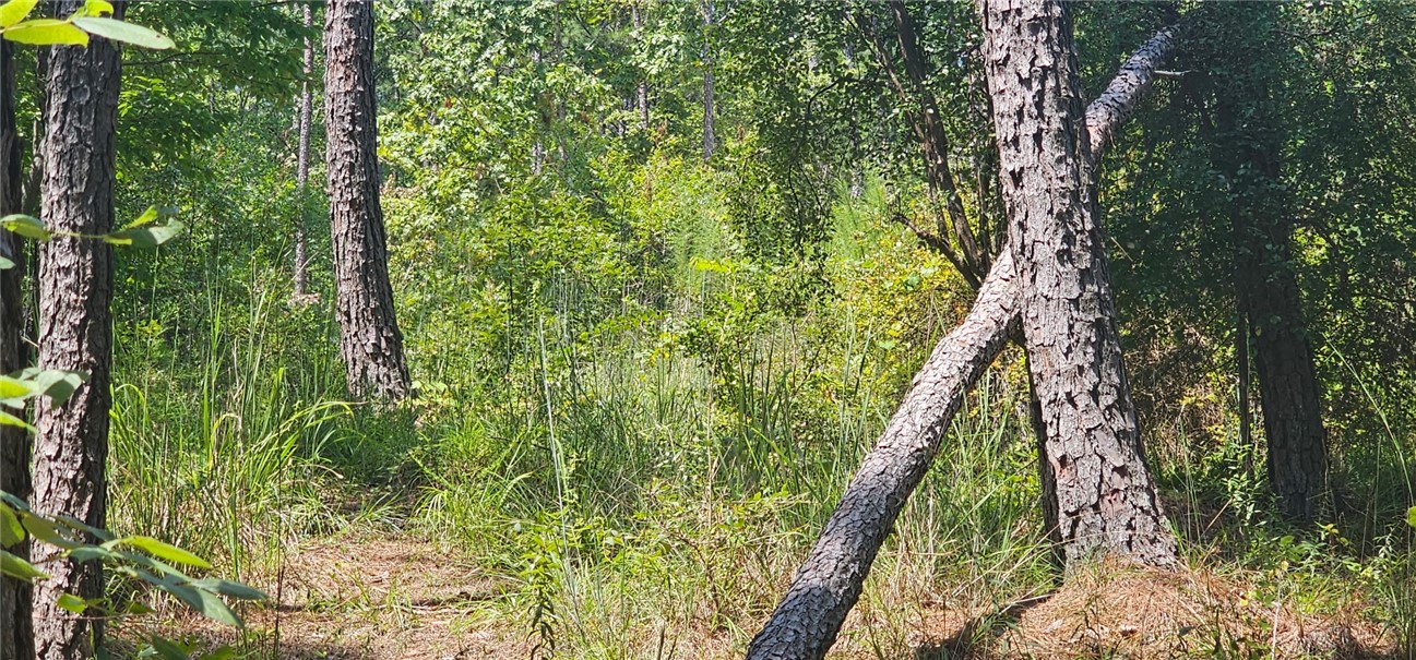 1702 Goings Road Chester, SC 29706 - Photo 6 of 24 Mature trees and dense native vegetation define this natural wooded lot.