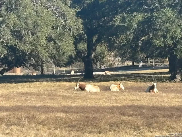 a view of yard with trees