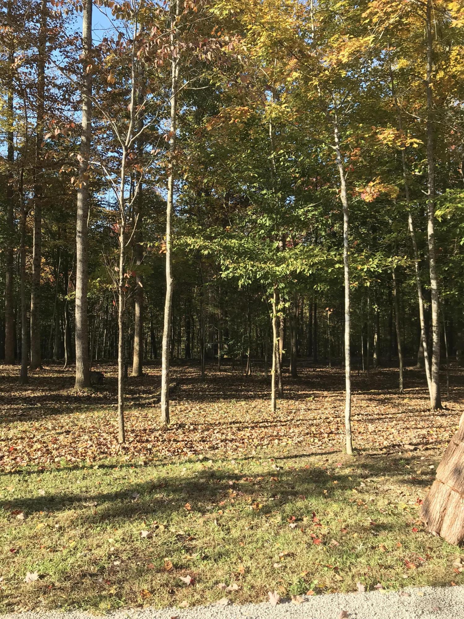 2446 Poplar Springs Road Liberty, KY 42539 - Photo 19 of 19 IMG_3496