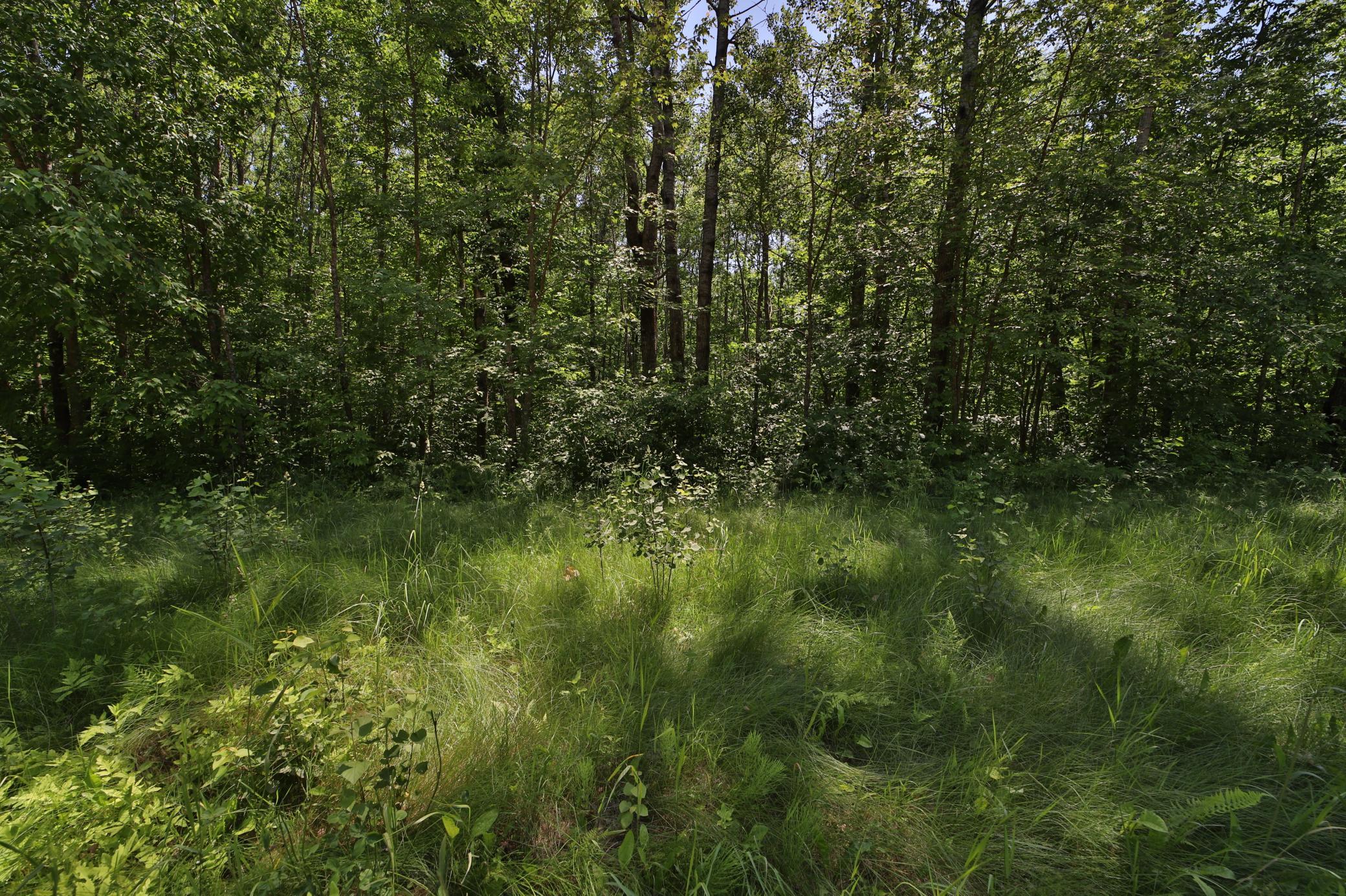 Tract C Olander Road Crosby, MN 56441 - Photo 6 of 12 Gallery Image 6