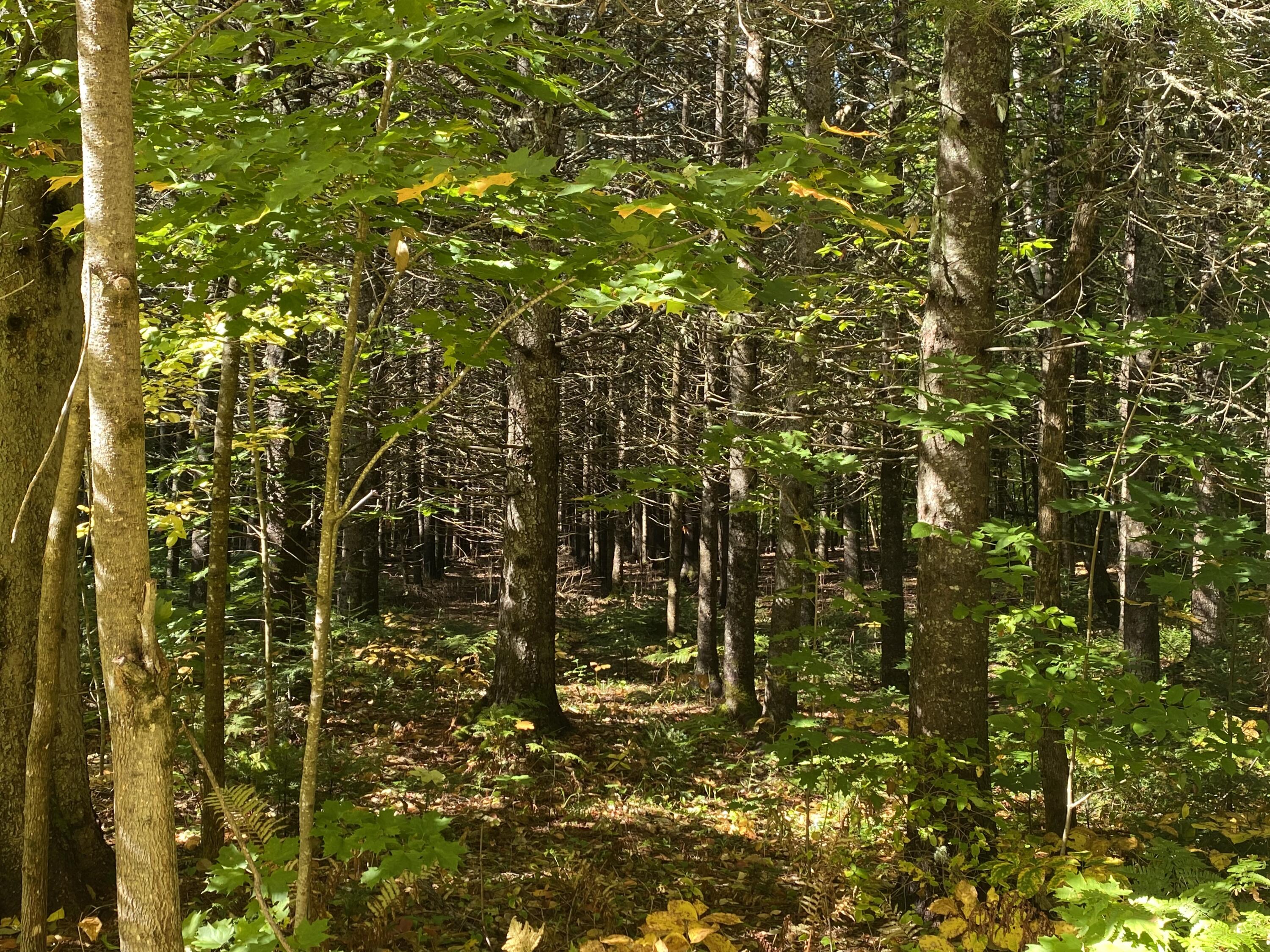 6 Sugartree Road St. David, ME 04773 - Photo 12 of 18 IMG_7279