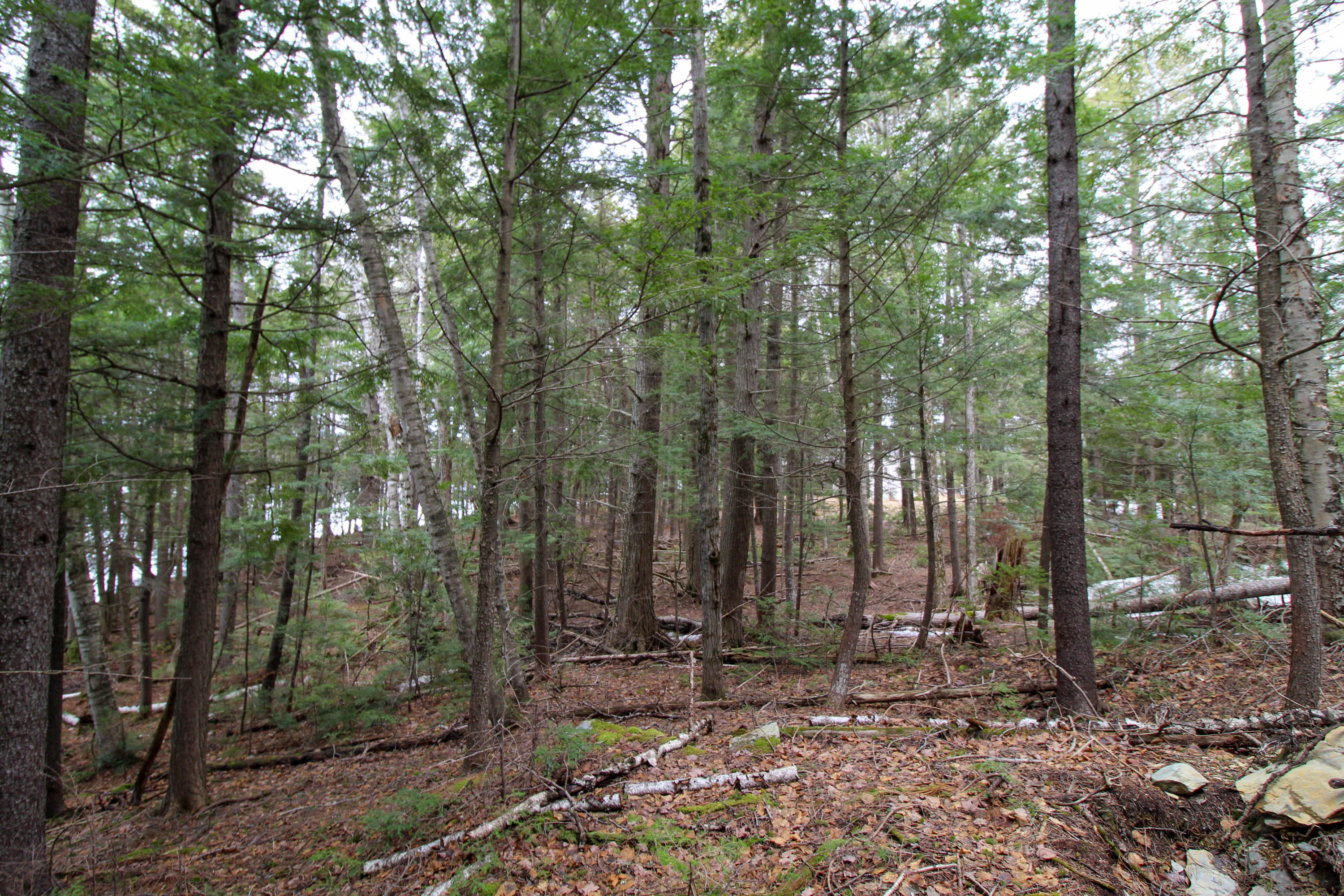 Lot 18 Pullyard Road Sangerville, ME 04479 - Photo 22 of 24 Selectively Cut