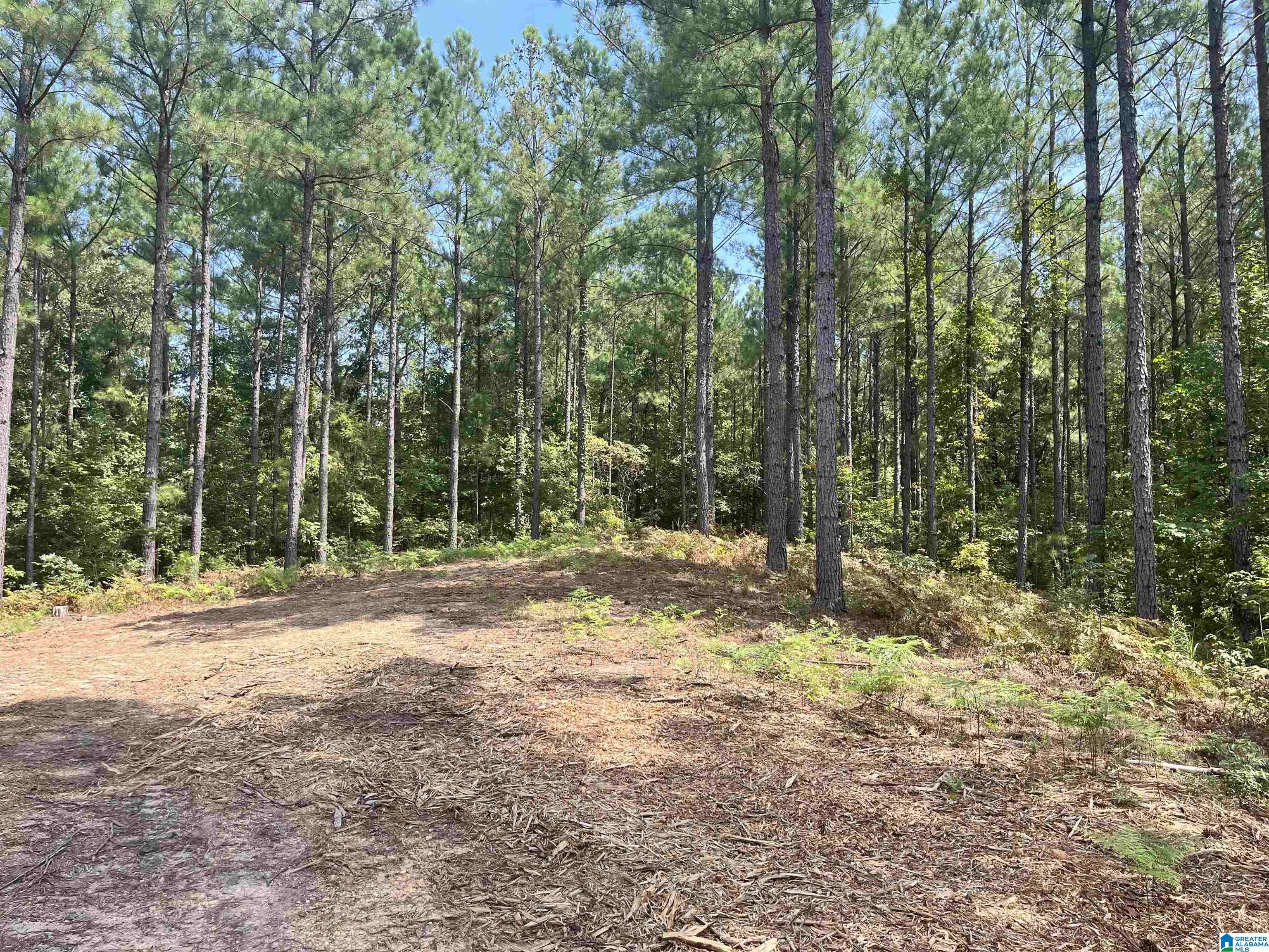 680 Sweet Apple Road, Unit TRACT 3 Pell City, AL 35128 - Photo 3 of 6