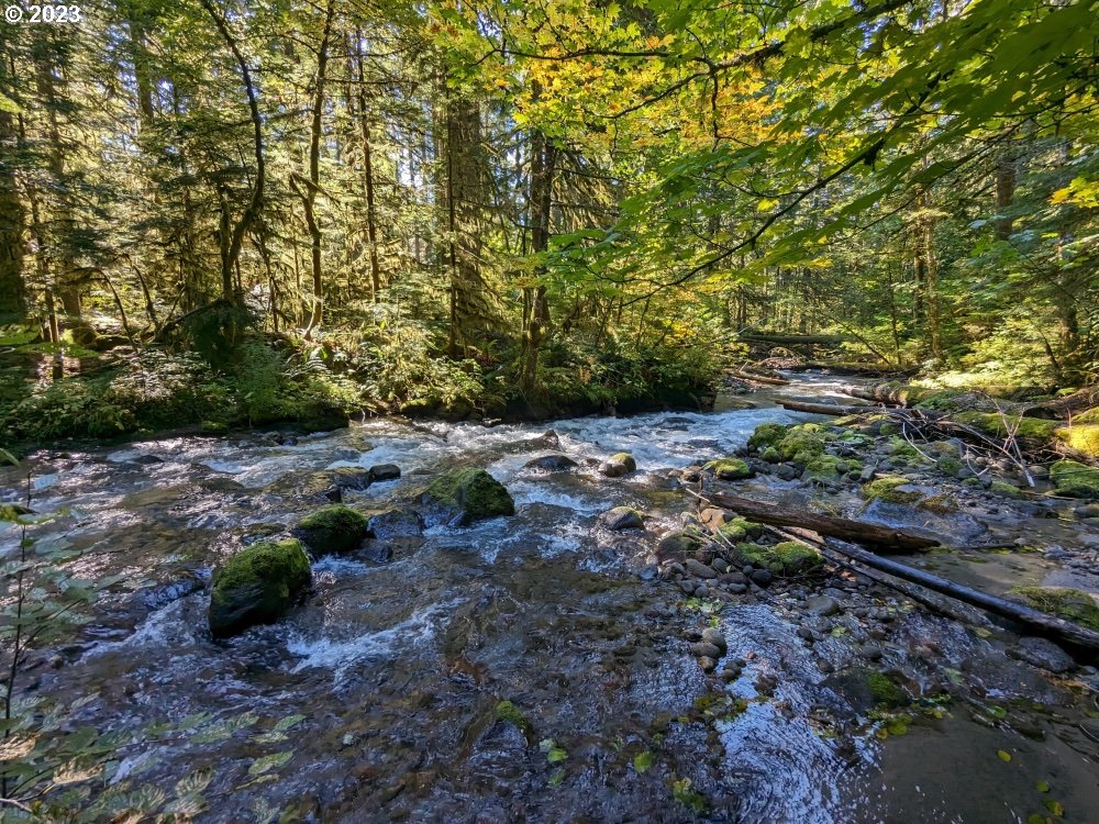 79128 Road 35 A Rhododendron, OR 97049 - Photo 3 of 36 a view of a dry yard with lots of plants and green space