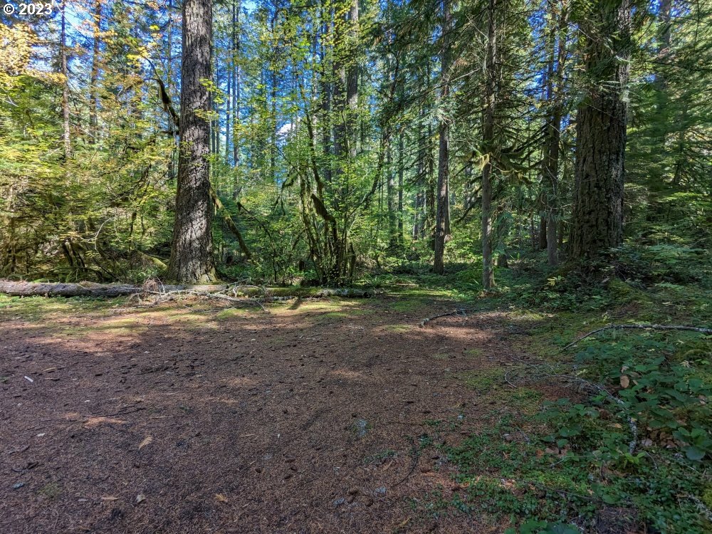 79128 Road 35 A Rhododendron, OR 97049 - Photo 35 of 36 a view of outdoor space with trees