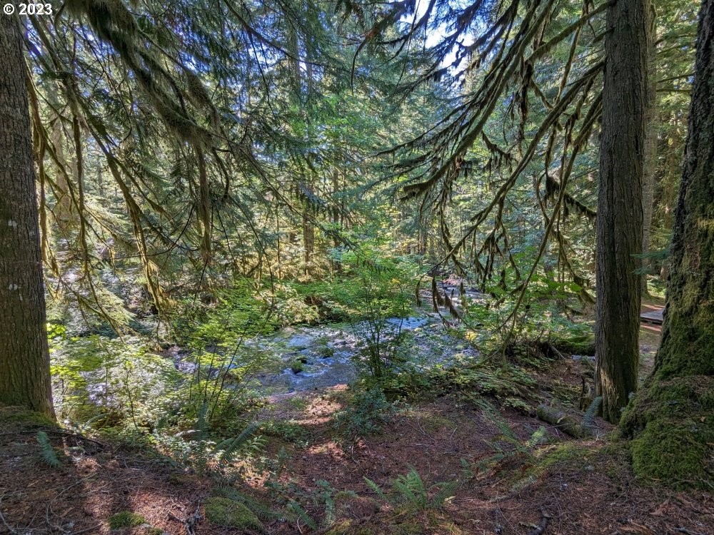 79128 Road 35 A Rhododendron, OR 97049 - Photo 36 of 36 a view of a forest with lots of trees
