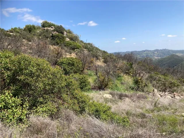 a view of a forest with a mountain in the background