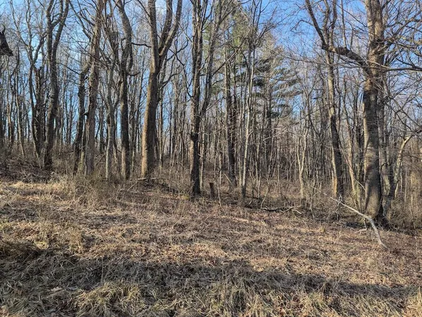 a view of outdoor space with large trees