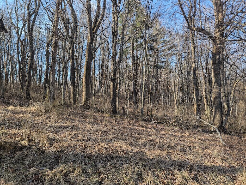 Tbd Coles Knob Road Northeast Pilot, VA 24138 - Photo 11 of 25 a view of outdoor space with large trees