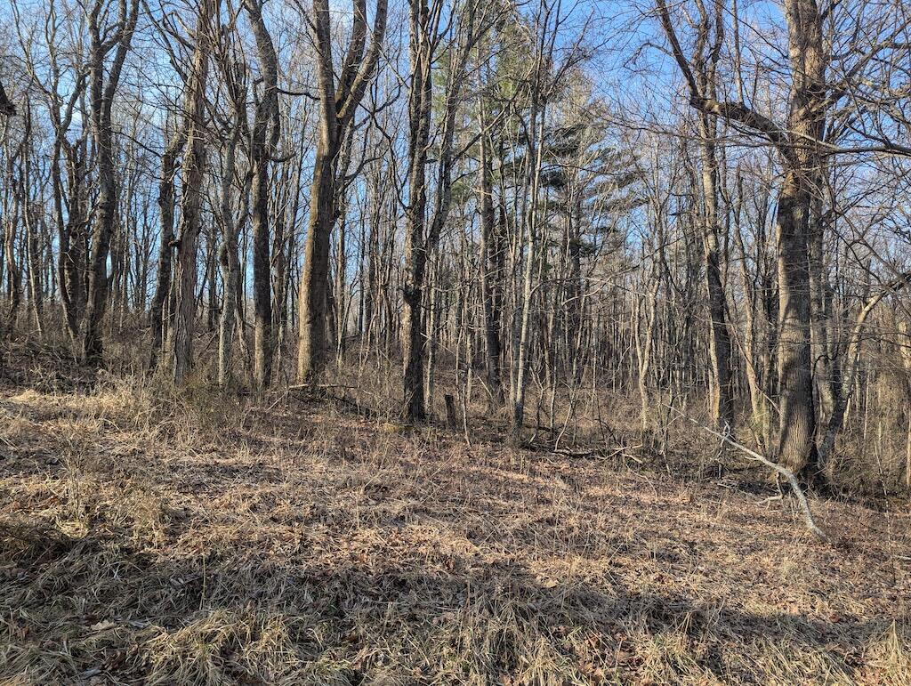 Tbd Coles Knob Road Northeast Pilot, VA 24138 - Photo 12 of 25 a view of outdoor space with large trees