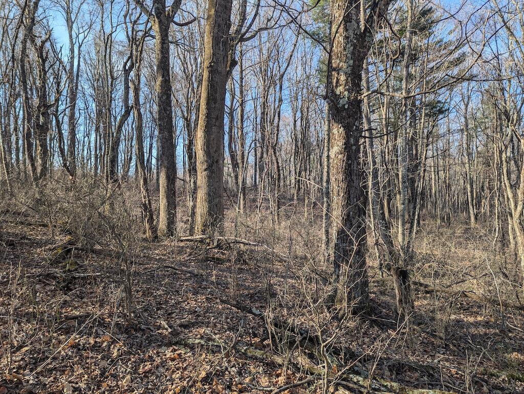 Tbd Coles Knob Road Northeast Pilot, VA 24138 - Photo 13 of 25 a view of a backyard of the house