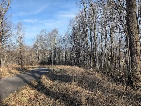a view of a yard with trees