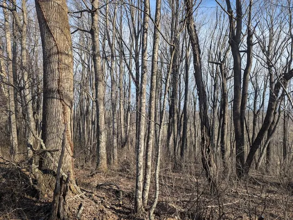 a view of lots of trees