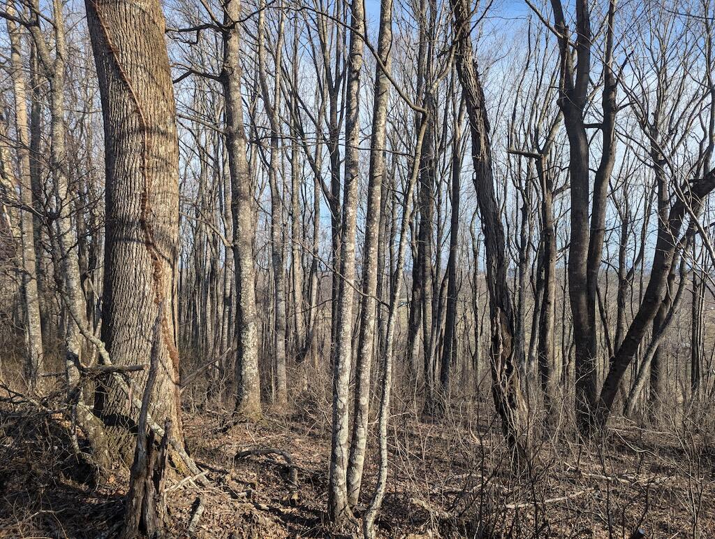 Tbd Coles Knob Road Northeast Pilot, VA 24138 - Photo 16 of 25 a view of lots of trees
