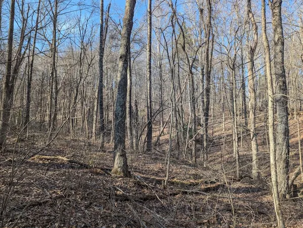 a view of a yard with lots of trees