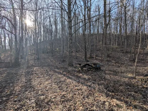 a view of a backyard with large trees