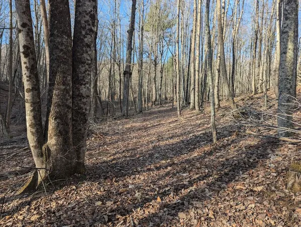 a close up of a plant in a yard