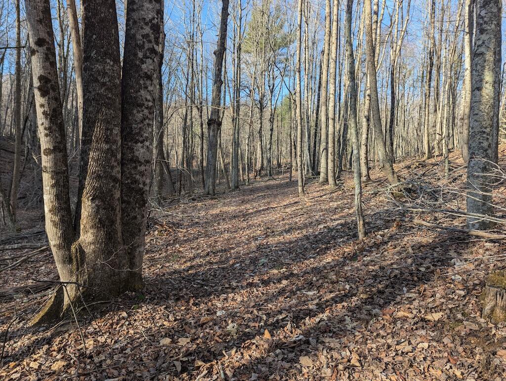 Tbd Coles Knob Road Northeast Pilot, VA 24138 - Photo 8 of 25 a close up of a plant in a yard