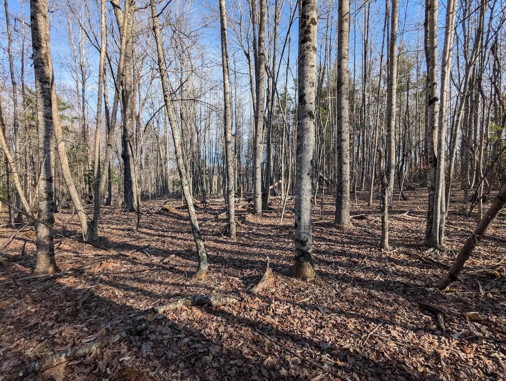 Tbd Coles Knob Road Northeast Pilot, VA 24138 - Photo 9 of 25 a view of a backyard with trees