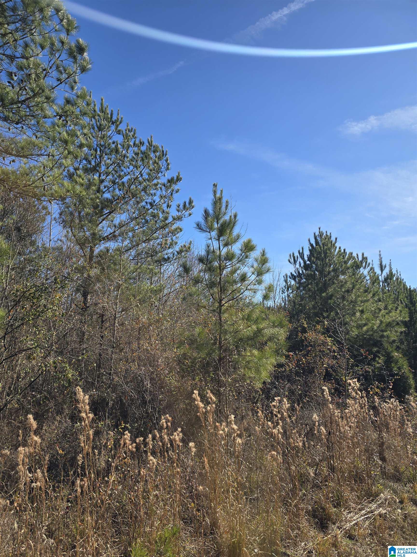 4850 Shoal Creek Road, Unit ACREAGE Ashville, AL 35953 - Photo 11 of 18