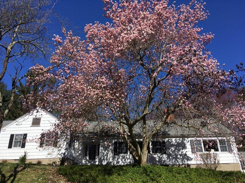 37 Maywood Road Darien, CT 06820 - Photo 25 of 31 37 Maywood Road