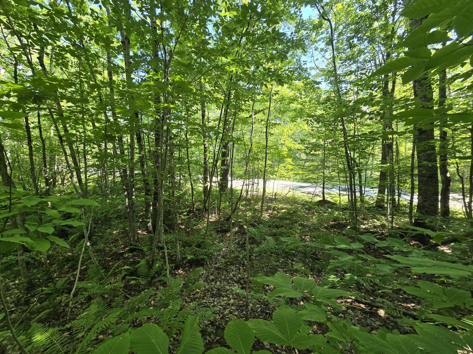 Lot 67 Temple Road Temple, ME 04984 - Photo 13 of 23 20260624_093813