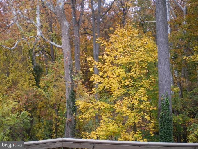 3323 Sea Port Way Silver Spring, MD 20902 - Photo 28 of 29 a view of a window of the tree